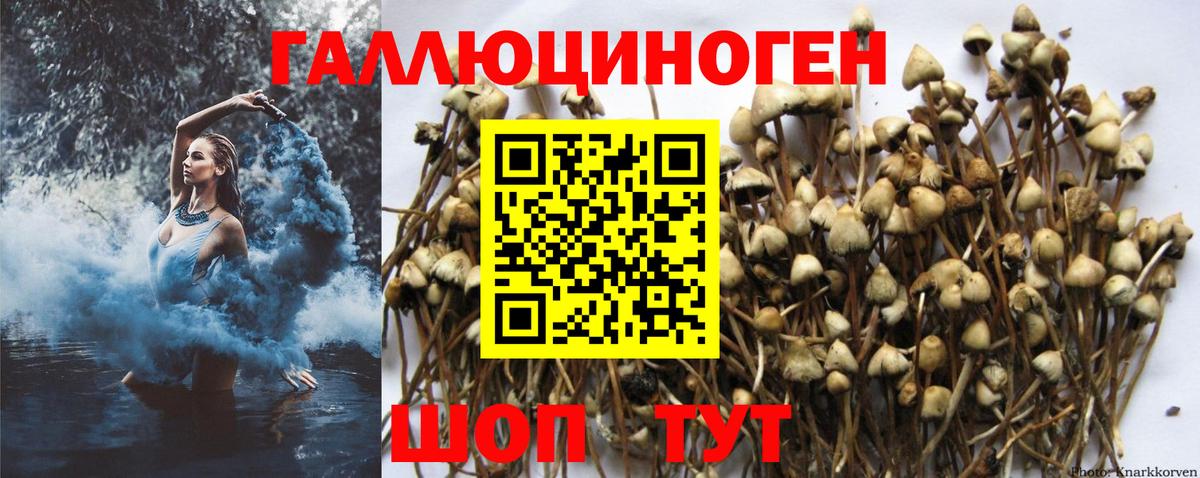 Галлюциногенные грибы мицелий Касимов